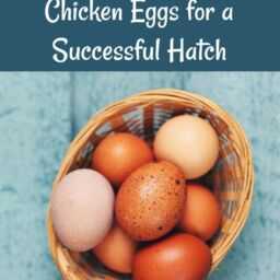 hatchability choosing a great egg to hatch