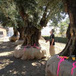 history of olive trees