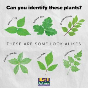 how-to-recognize-poison-ivy-the-plant-and-the-rash