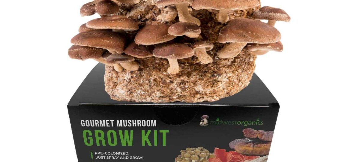 pros-and-cons-mushroom-growing-kits