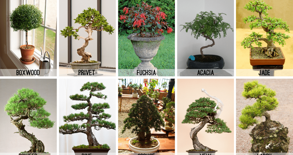 the-differences-between-indoor-and-outdoor-bonsai-trees