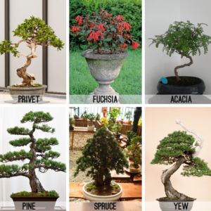 the-differences-between-indoor-and-outdoor-bonsai-trees