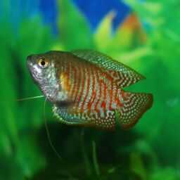 tips dwarf gourami care and spawning