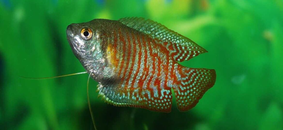 tips-dwarf-gourami-care-and-spawning
