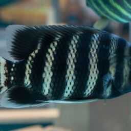 tips on zebra tilapia care and spawning