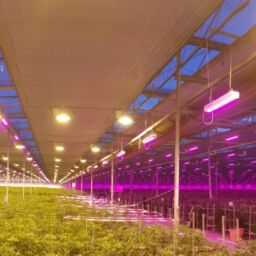 using led grow lights in a system designed for hps
