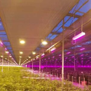 using-led-grow-lights-in-a-system-designed-for-hps
