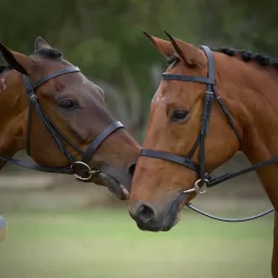 Standardbred Bloodlines for Harness Racing