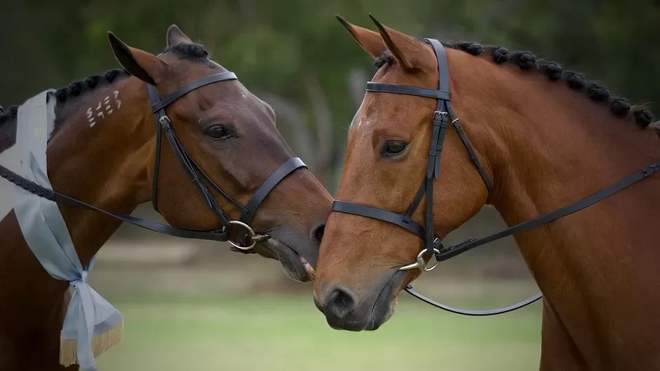 Standardbred Bloodlines for Harness Racing