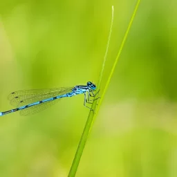 Damselflies - Interesting Facts on These Beautiful Insects