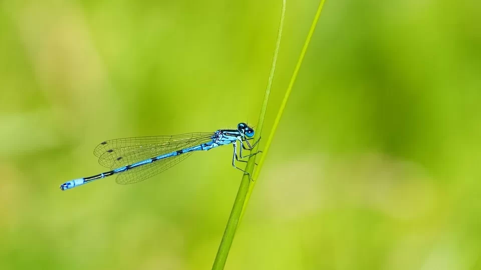 Damselflies - Interesting Facts on These Beautiful Insects