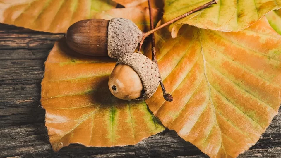 The Acorn Theory