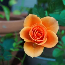 garden roses